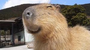 Capybara 6